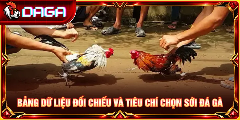 Đối chiếu dữ liệu và tiêu chí đánh giá độ uy tín của từng sới gà.