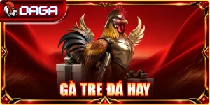 gà tre đá hay