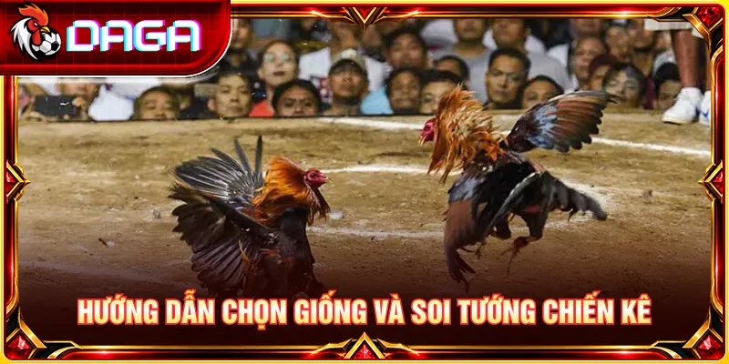Hướng dẫn nhận biết đặc điểm giống và ngoại hình chiến kê theo kinh nghiệm dân gian