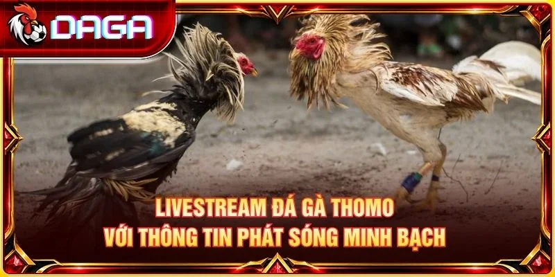 Livestream đá gà Thomo với thông tin phát sóng minh bạch 