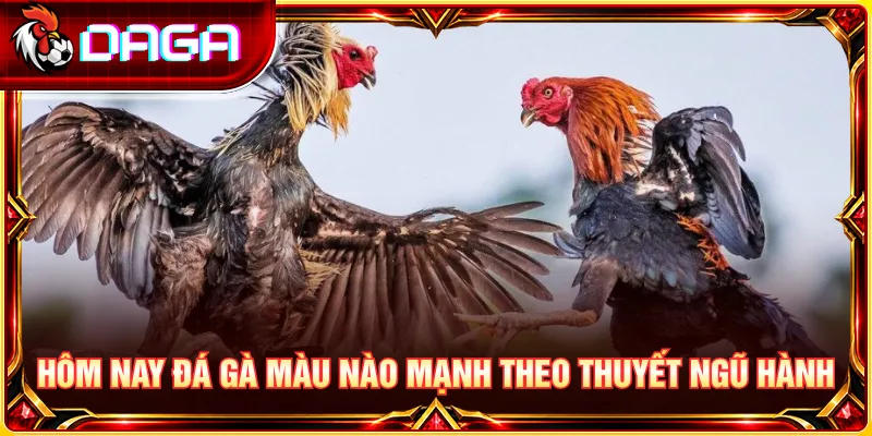 Ngũ hành tương sinh và quan niệm chọn màu mạng gà đá theo từng ngày.