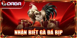 nhận biết gà đá bịp