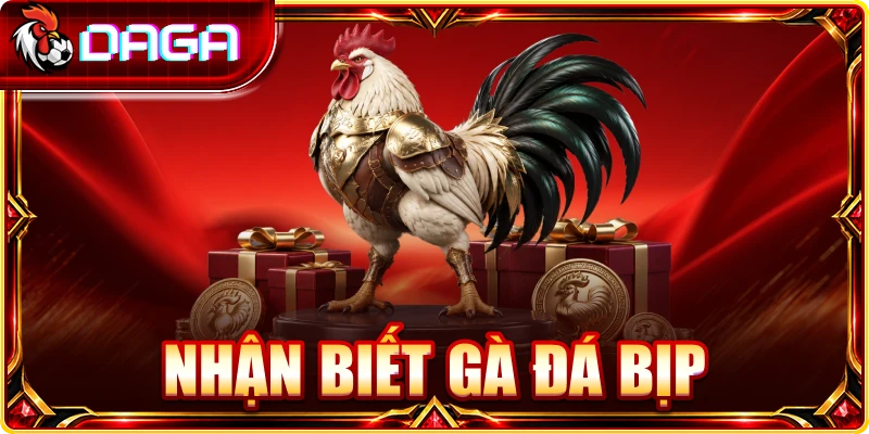nhận biết gà đá bịp