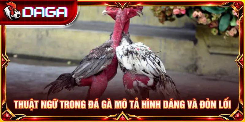 Nhận biết thuật ngữ mô tả ngoại hình, thể trạng và đòn lối chiến kê.