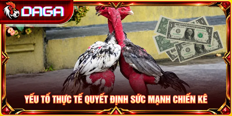 Thể trạng, quá trình chăm sóc và kỹ năng quyết định sức mạnh chiến kê.