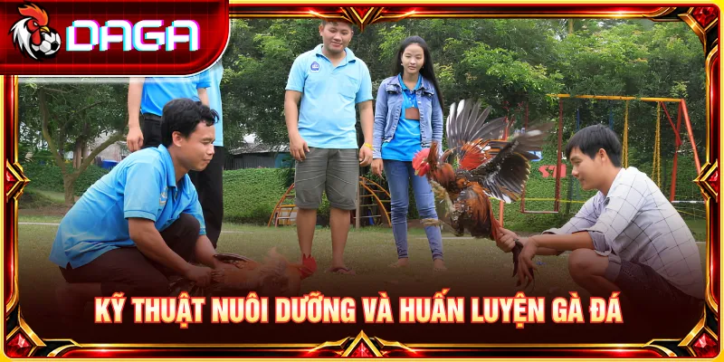 Tìm hiểu chế độ chăm sóc, dinh dưỡng và vận động phù hợp cho gà chọi