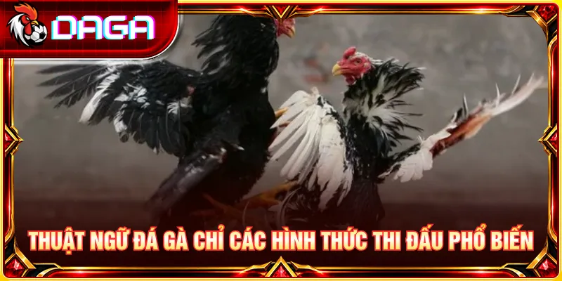 Tổng hợp thuật ngữ chỉ các hình thức thi đấu đá gà phổ biến hiện nay.
