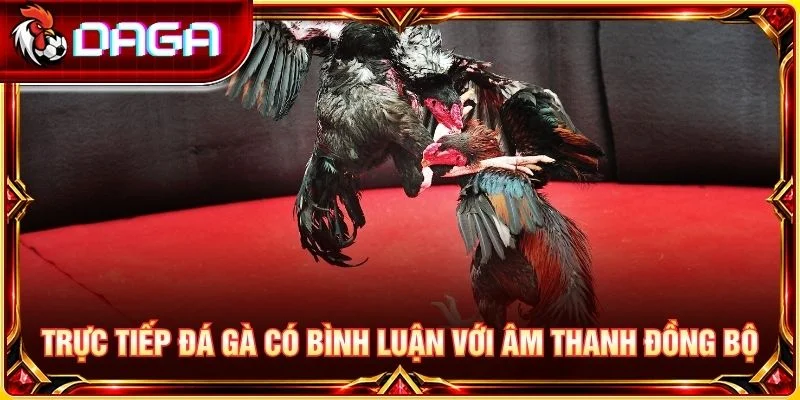Trực tiếp đá gà có bình luận với âm thanh đồng bộ