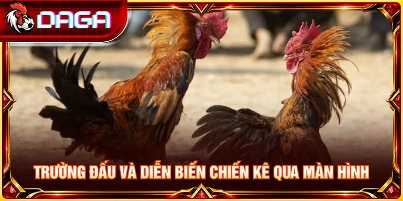 Trường đấu và diễn biến chiến kê qua màn hình