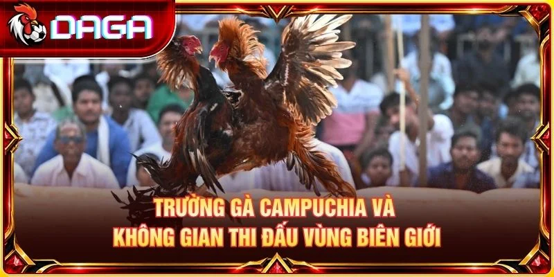 Trường Gà Campuchia: Khám Phá Đấu Trường Và Nét Đặc Trưng Trường gà Campuchia và không gian thi đấu vùng biên giới